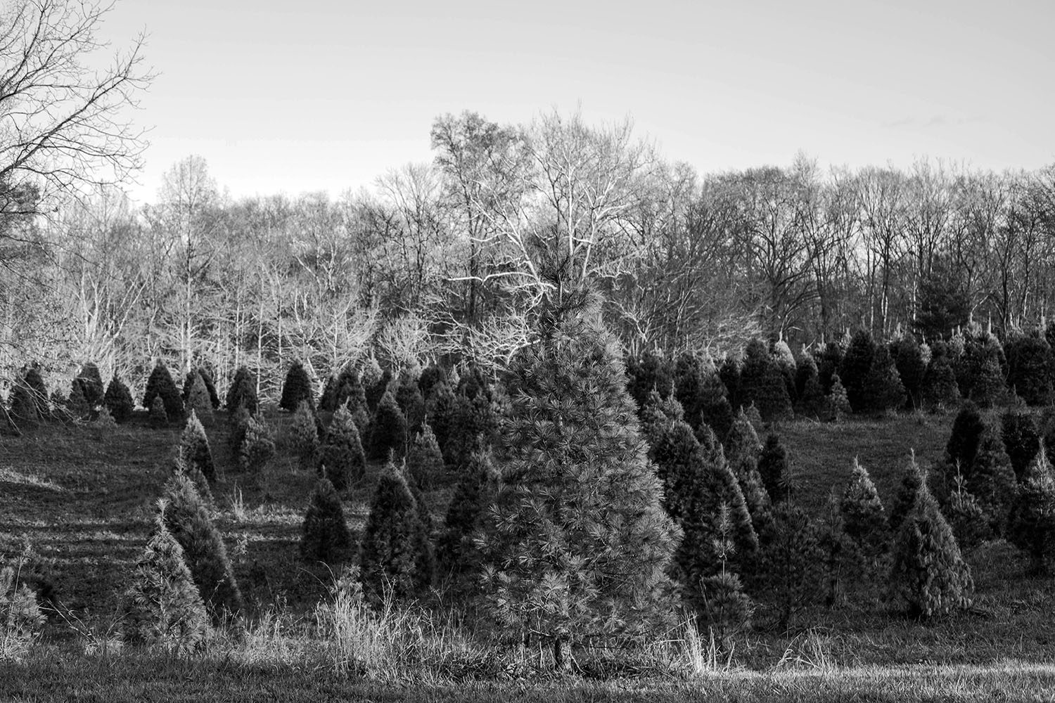 Photos – Alfeldt’s Tree Farm, Oakdale, IL – The Dassler Effect